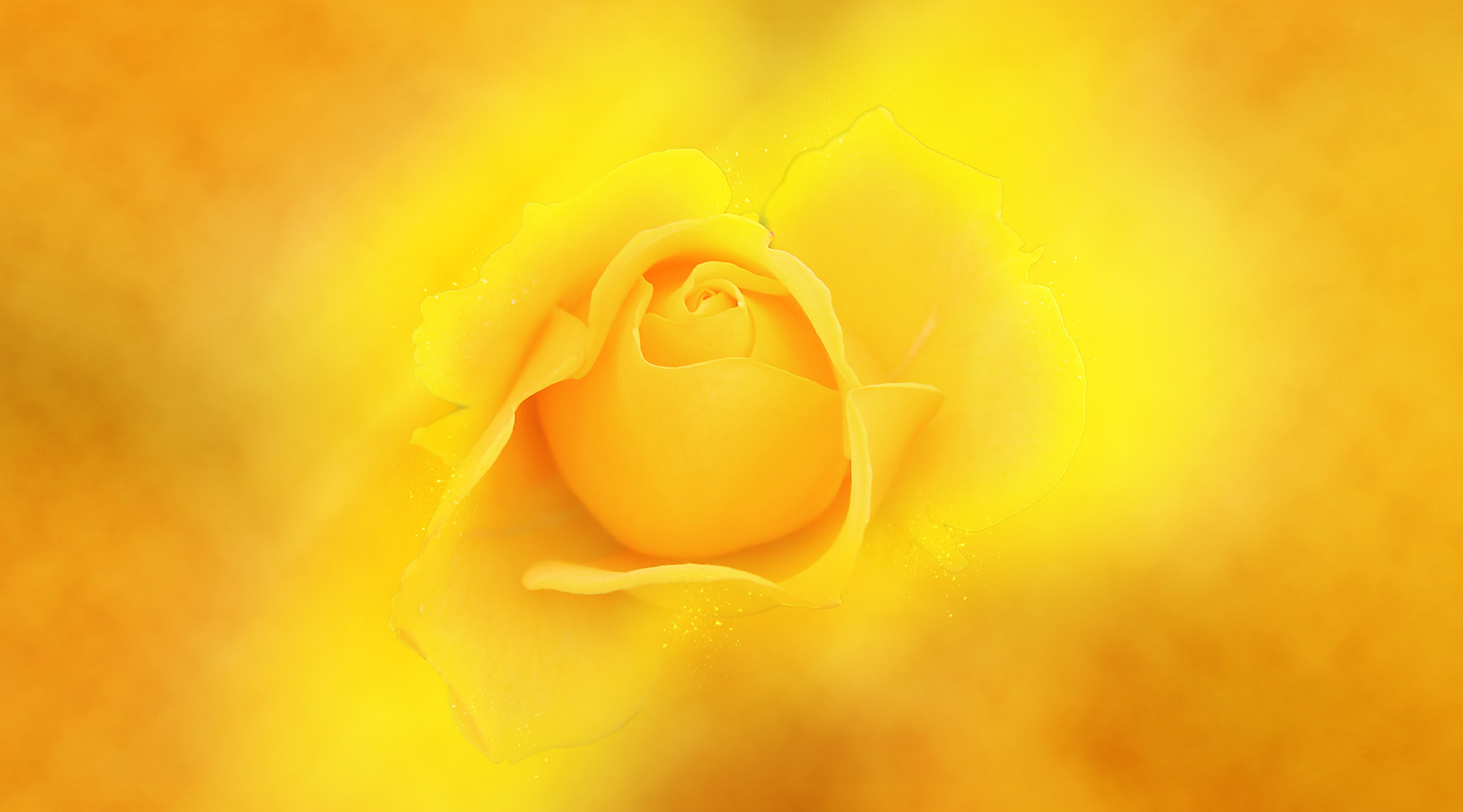 Rose Jaune